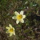 Pulsatilla patens subsp. flavescens (Zucc.) Zämelis resmi