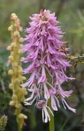 Image of Orchis bivonae Tod.