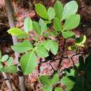 Sivun Searsia longipes (Engl.) Moffett kuva