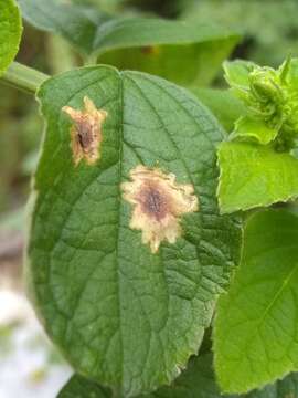 Image of Calycomyza hyptidis Spencer 1966