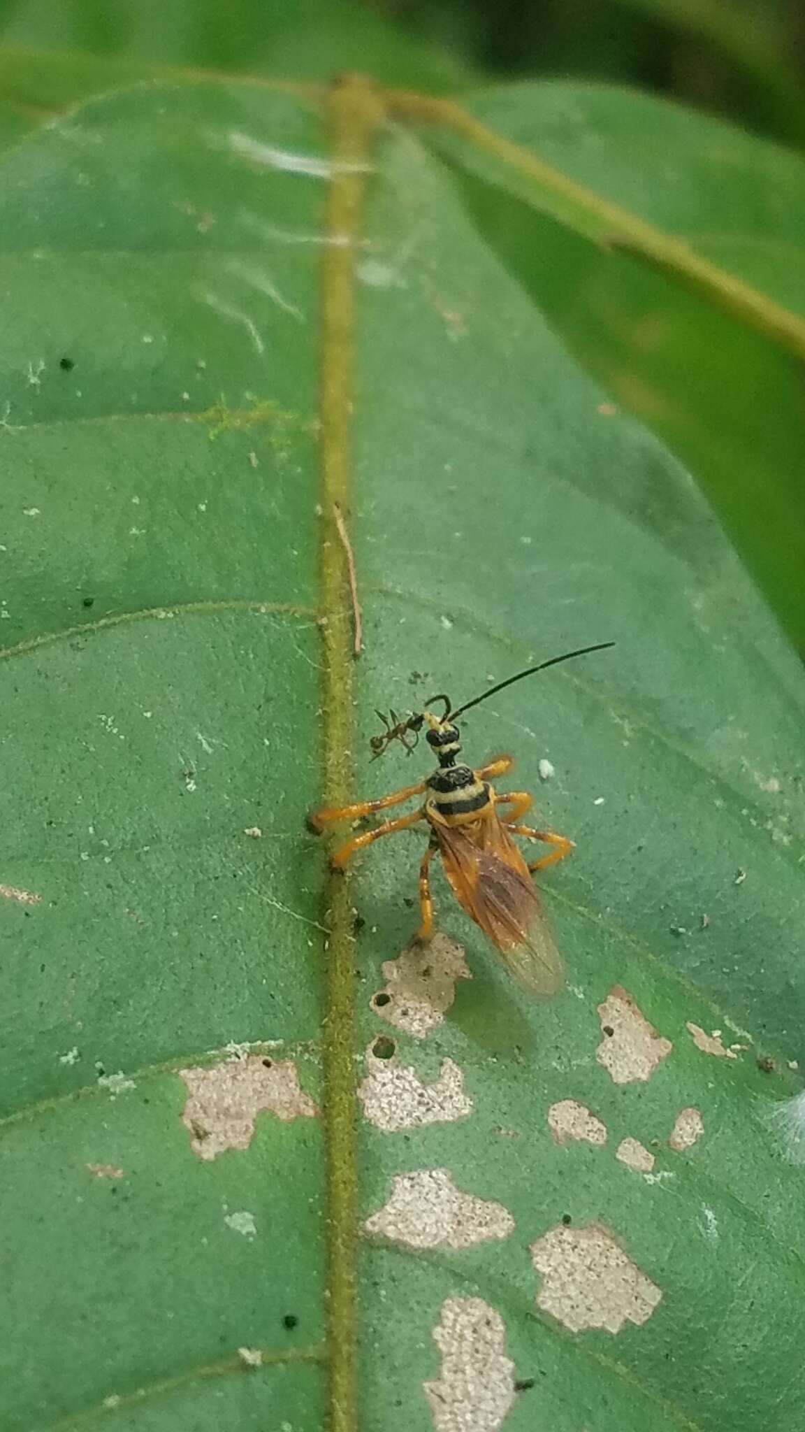 Image of Agriocoris flavipes (Fabricius 1803)