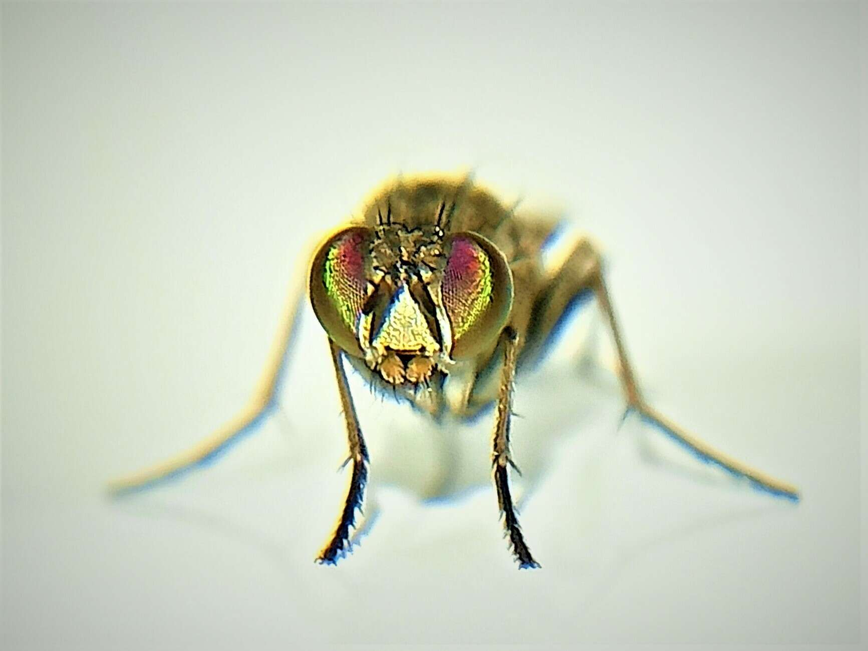 Image of Fly