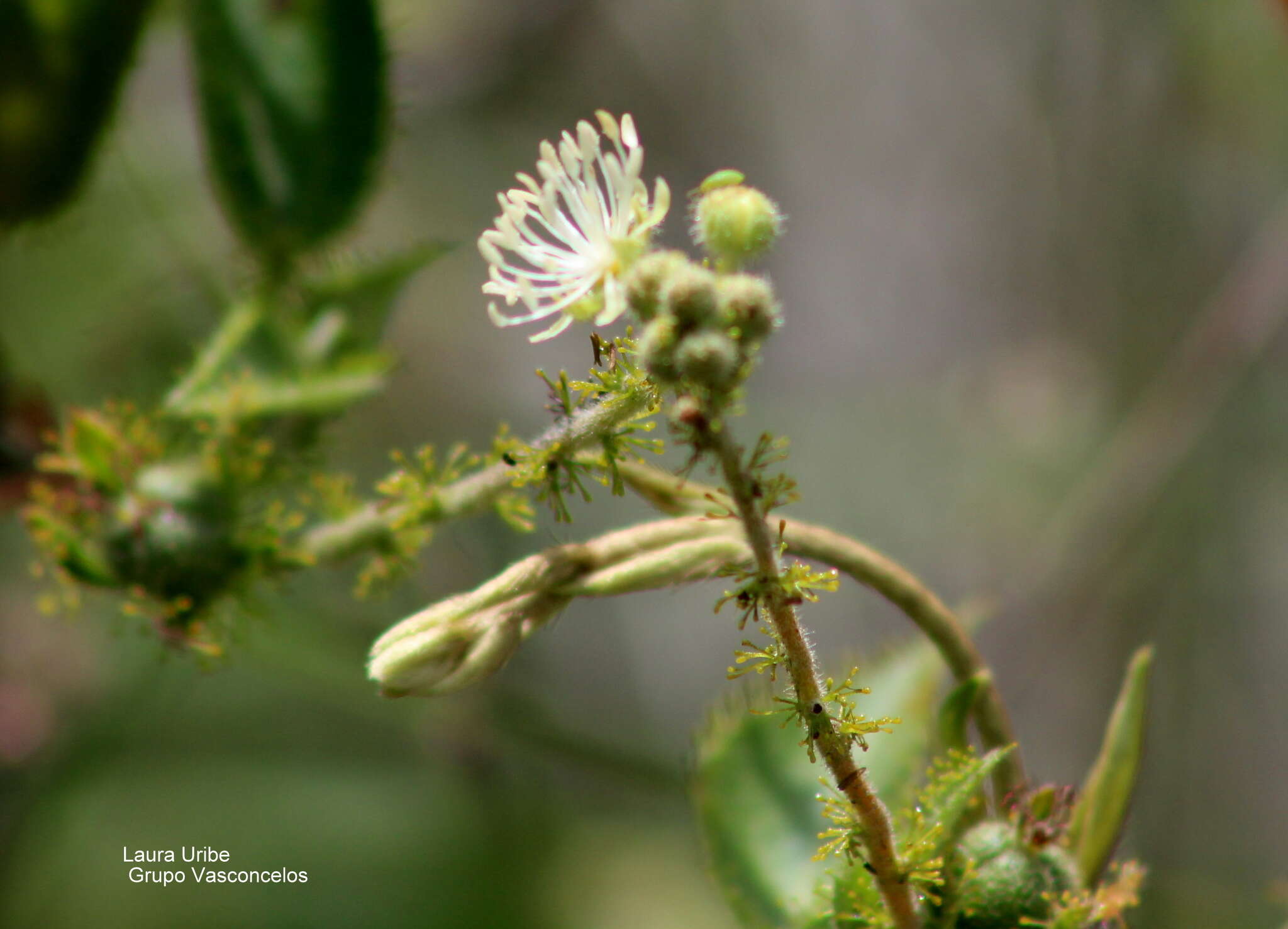 Image de Croton ciliatoglandulifer Ortega