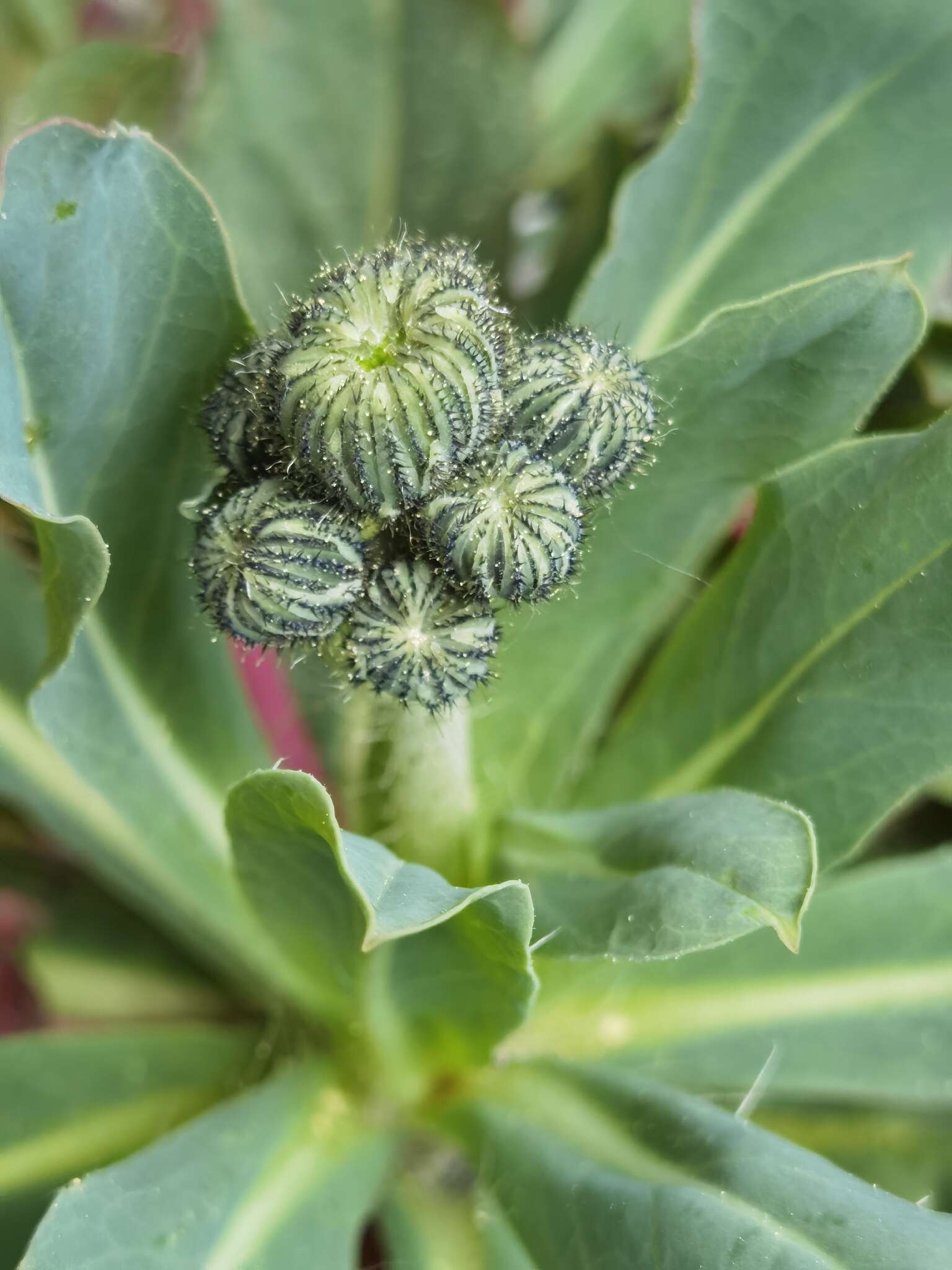 Image of Pilosella lactucella (Wallr.) P. D. Sell & C. West