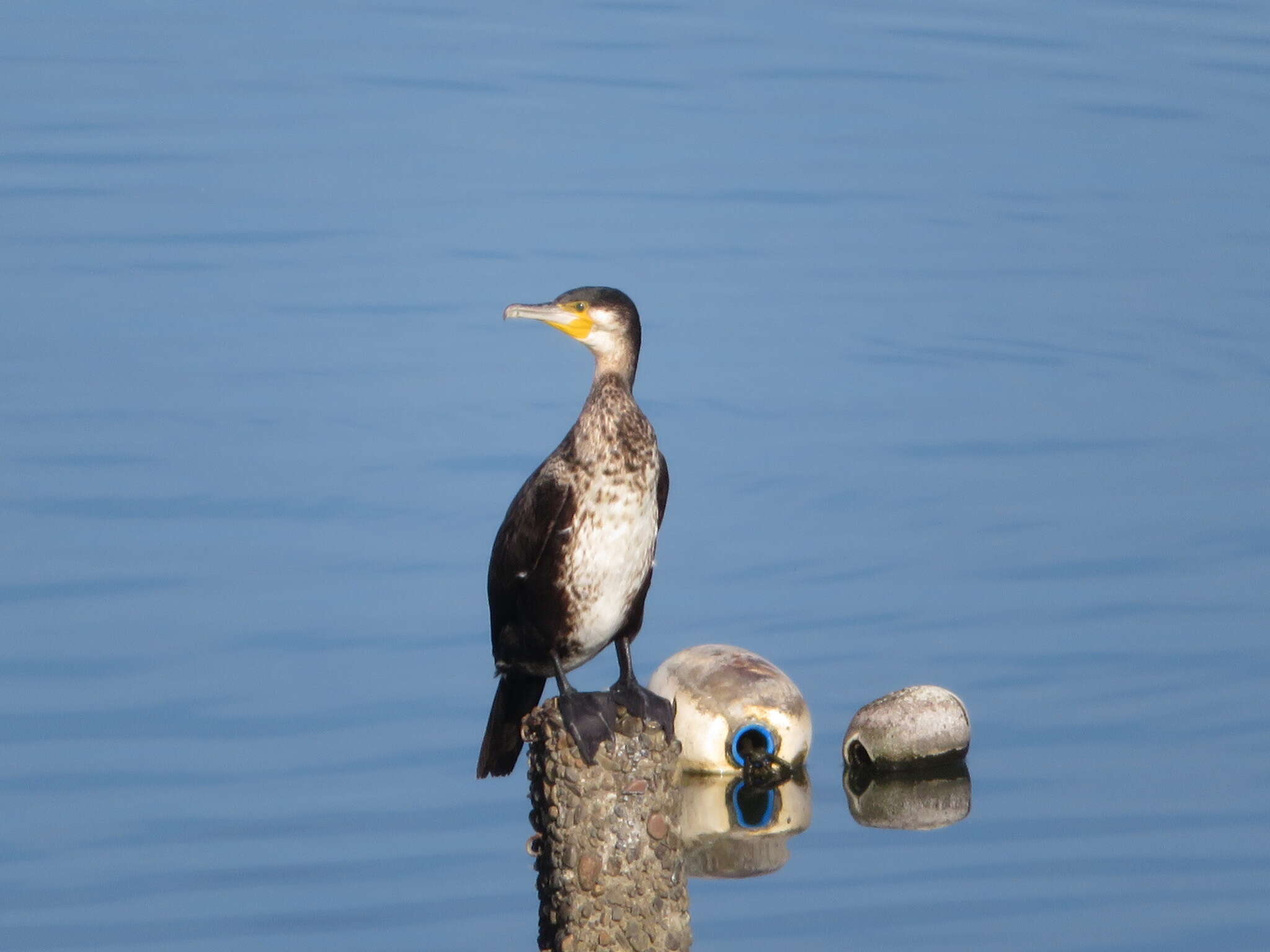 Imagem de Phalacrocorax carbo hanedae Kuroda & Nagamichi 1925