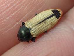 Image of Castiarina fossoria (Carter 1927)