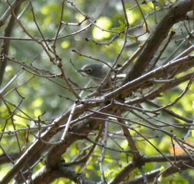 Image of Plumbeous Vireo