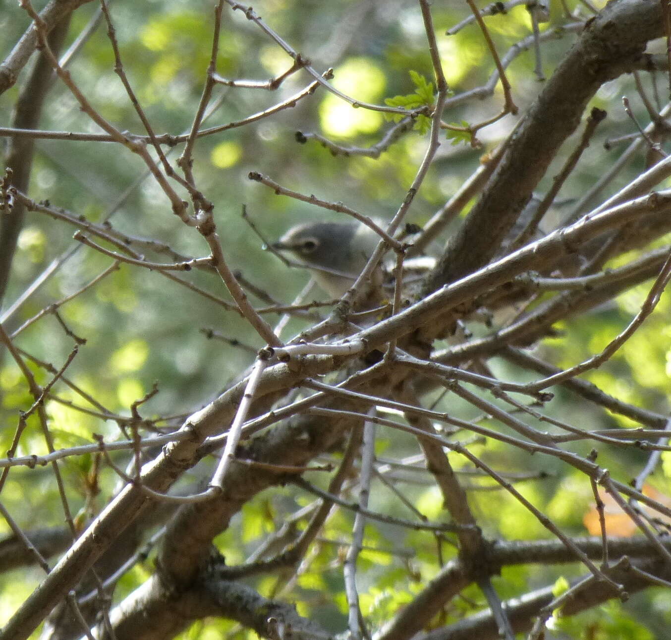 Sivun lyijyvireo kuva