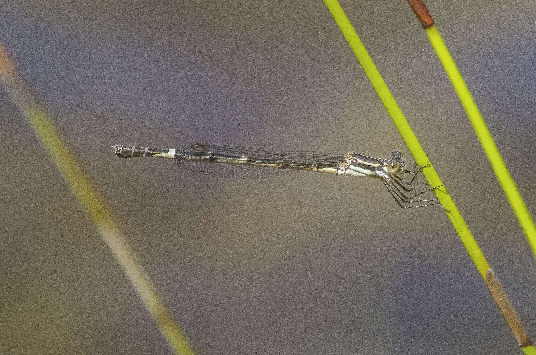 Imagem de Austrolestes minjerriba Watson 1979