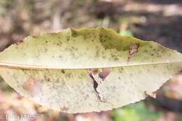 Image de Coptodisca splendoriferella Clemens 1860