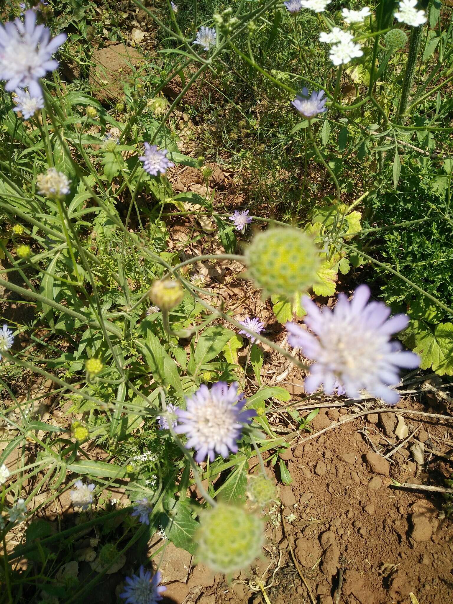 صورة Knautia integrifolia (L.) Bertol.