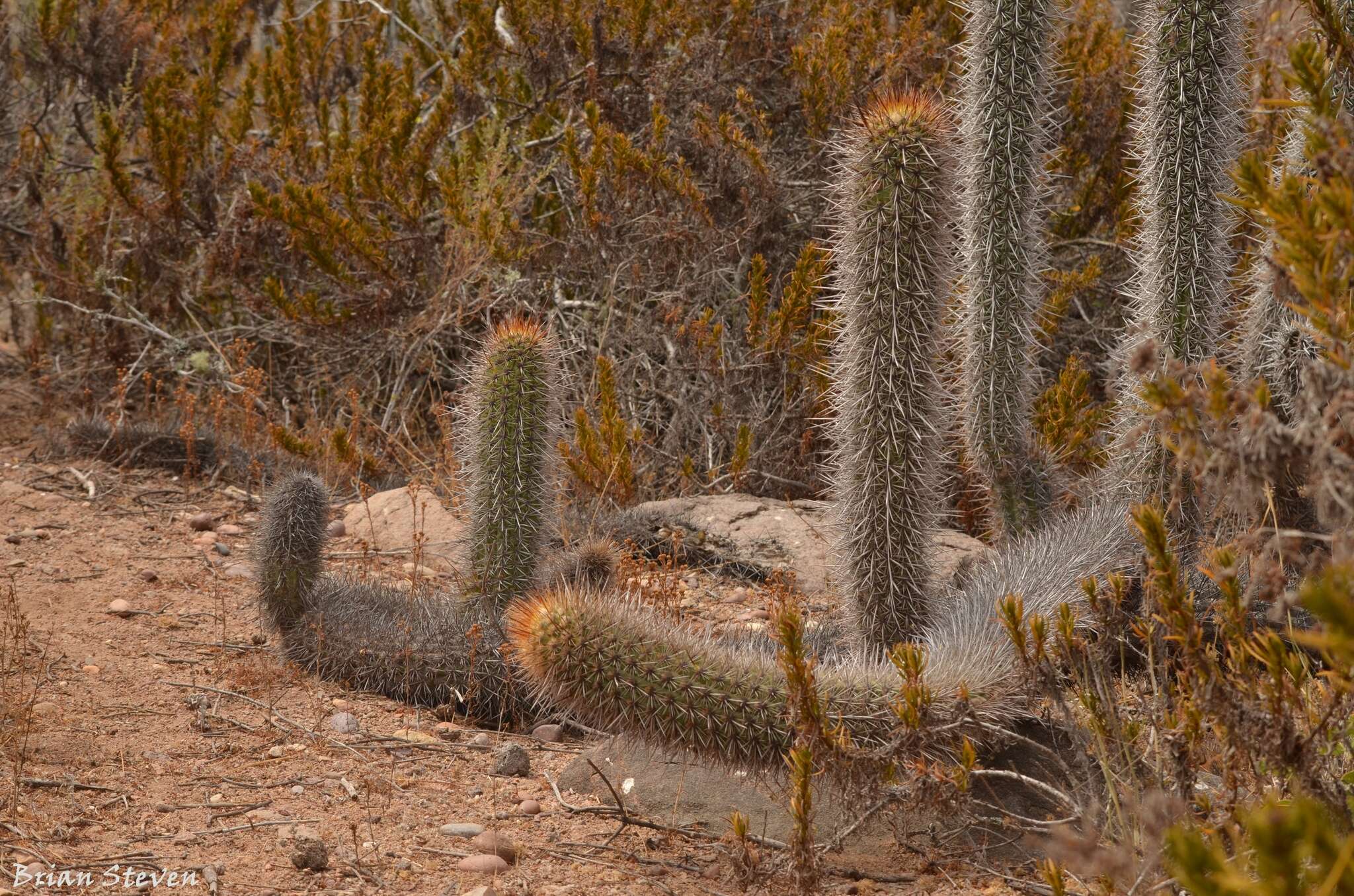 Trichocereus chiloensis subsp. litoralis resmi