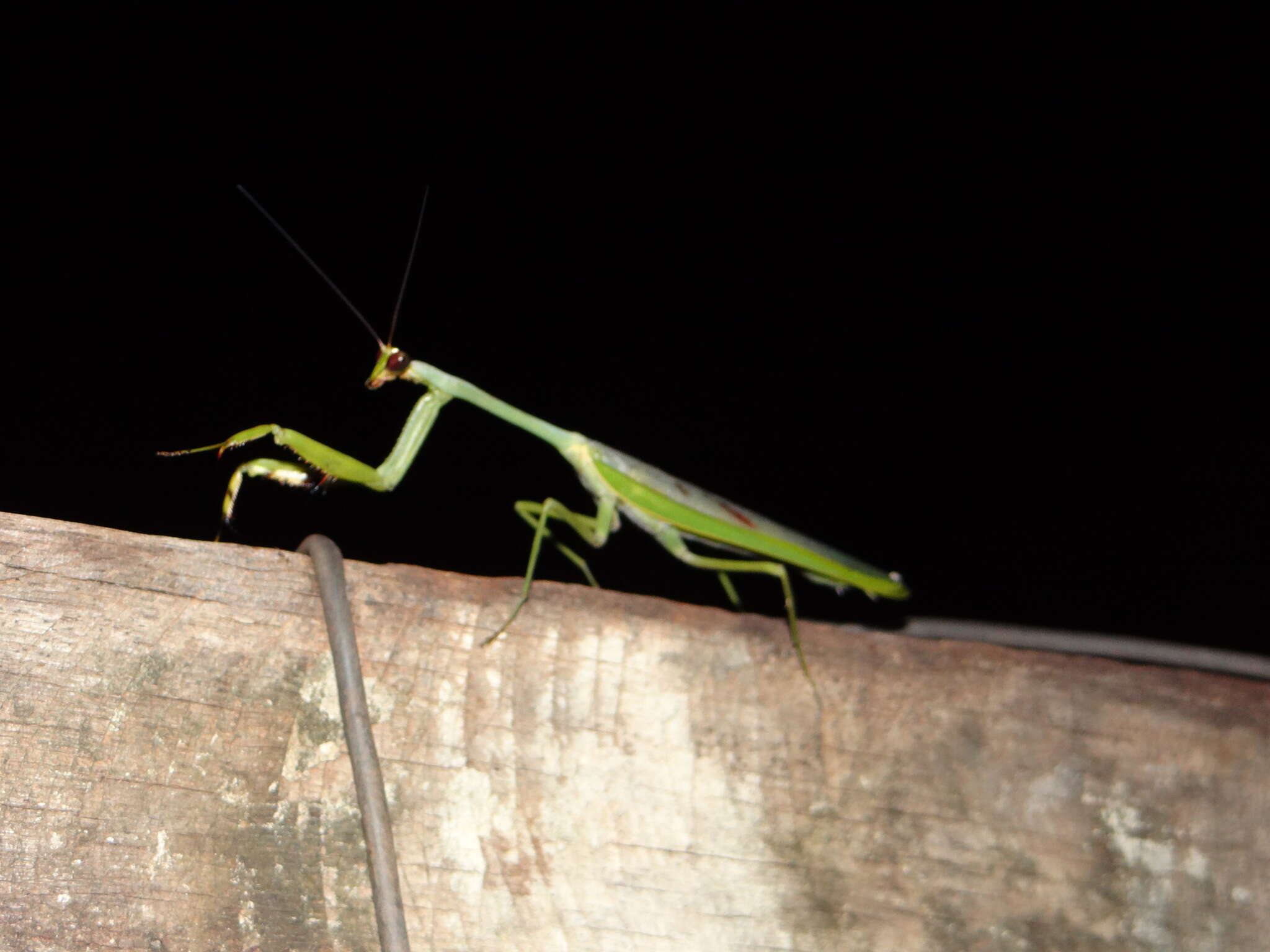 Image of Stagmatoptera supplicaria Burmeister 1838