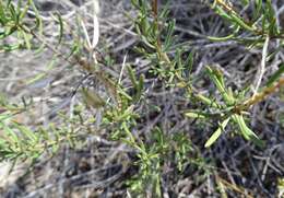 Imagem de Lepidium leptopetalum (F. Muell.) F. Muell.