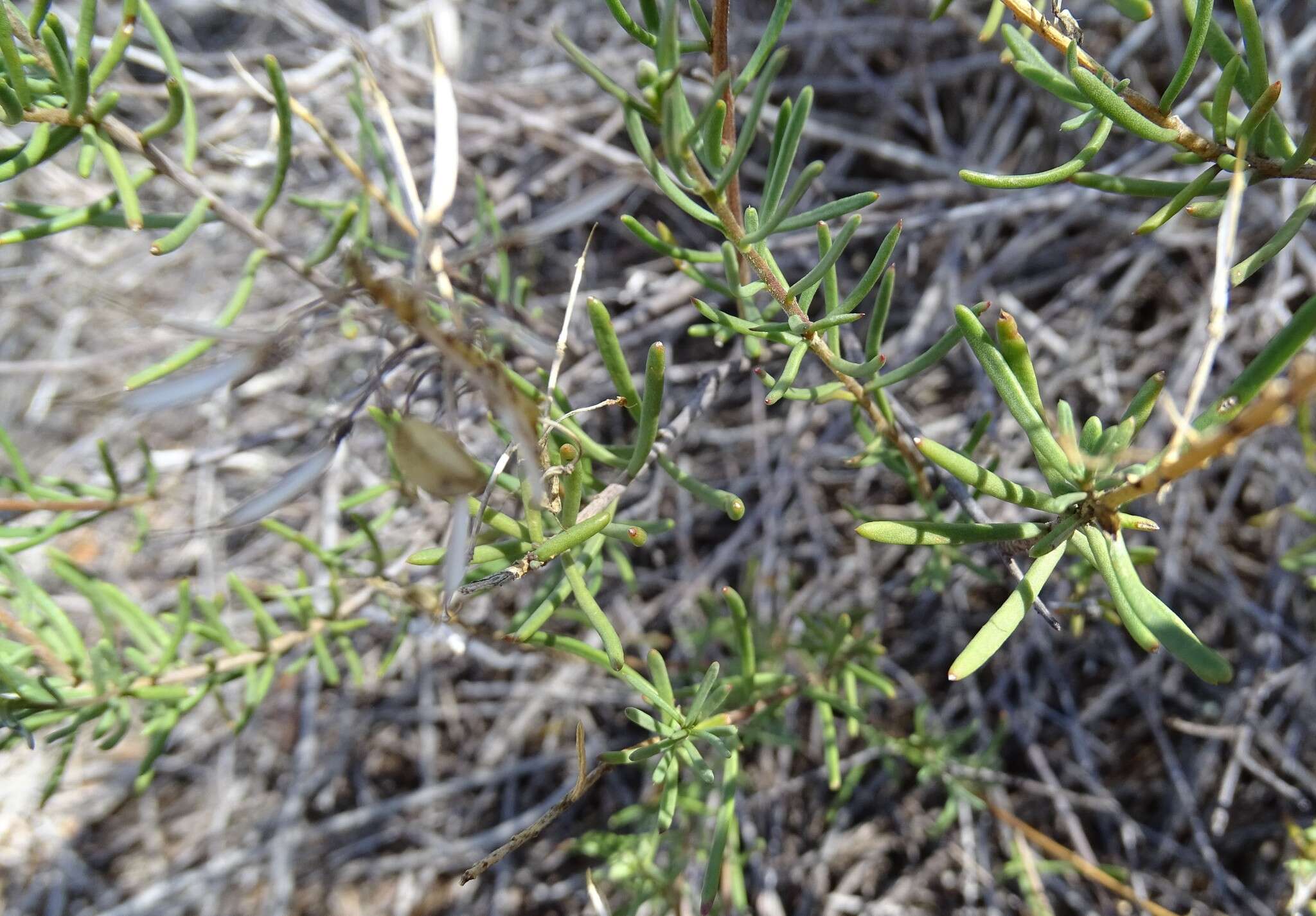 Image of Lepidium leptopetalum (F. Muell.) F. Muell.