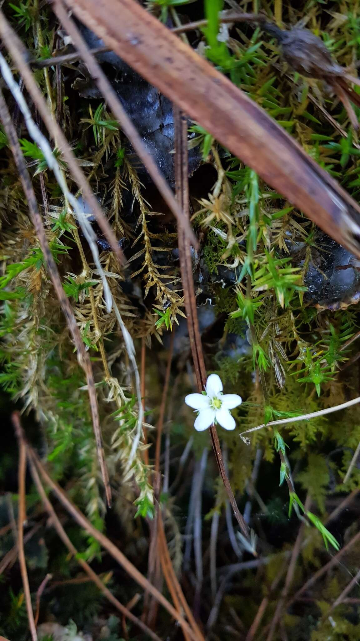 Image of Arenaria lycopodioides Willd. ex Schltdl.