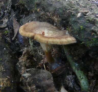 Image de Cantharellus umbriceps Cooke 1879