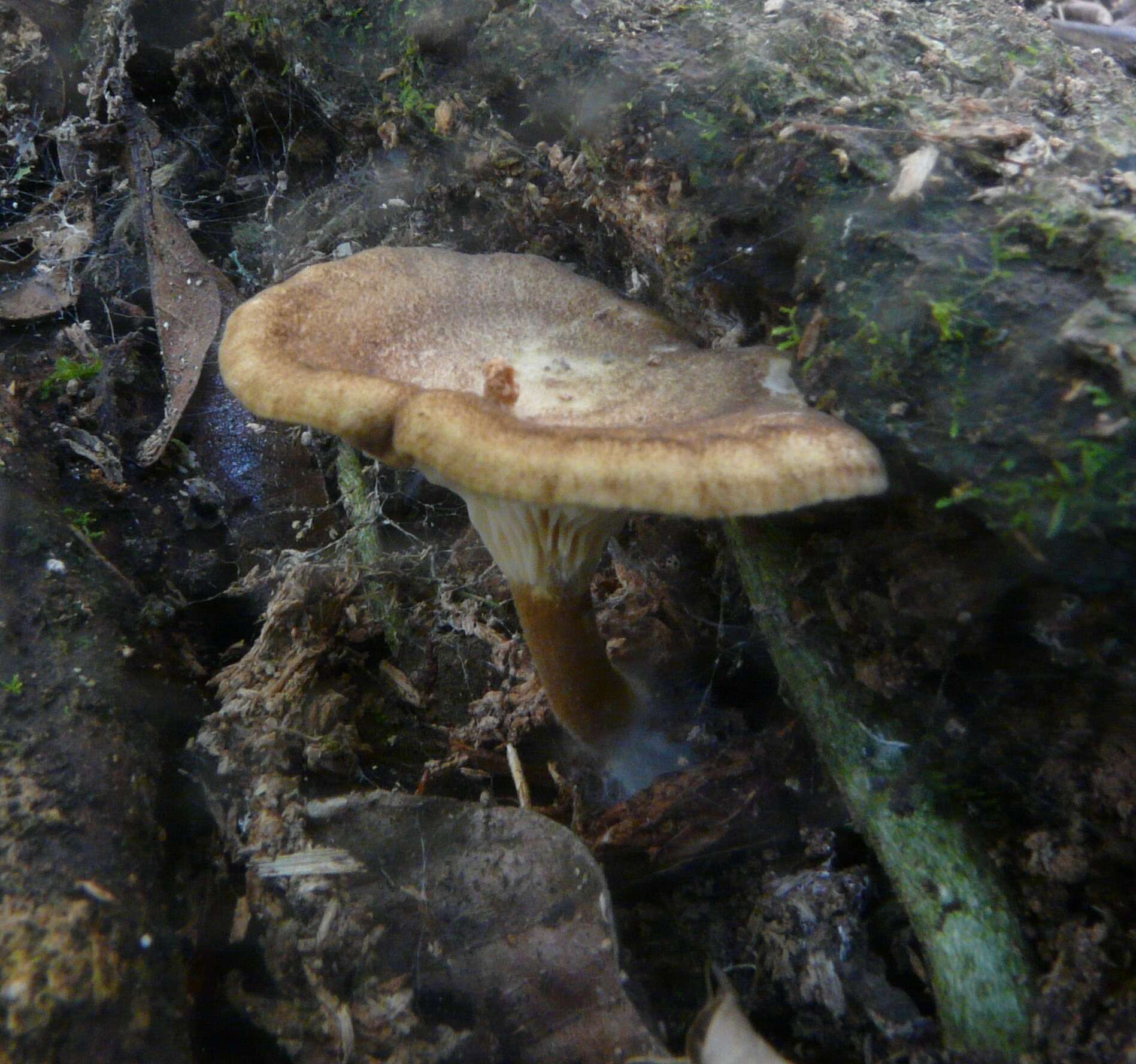 Cantharellus umbriceps Cooke 1879的圖片