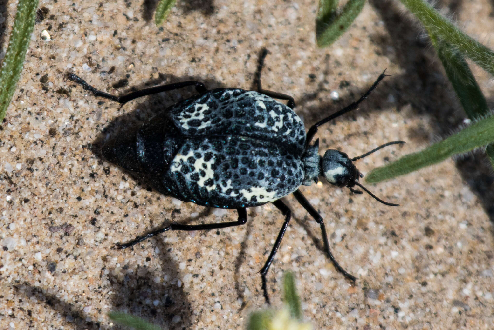 Image of Desert Spider Beetles