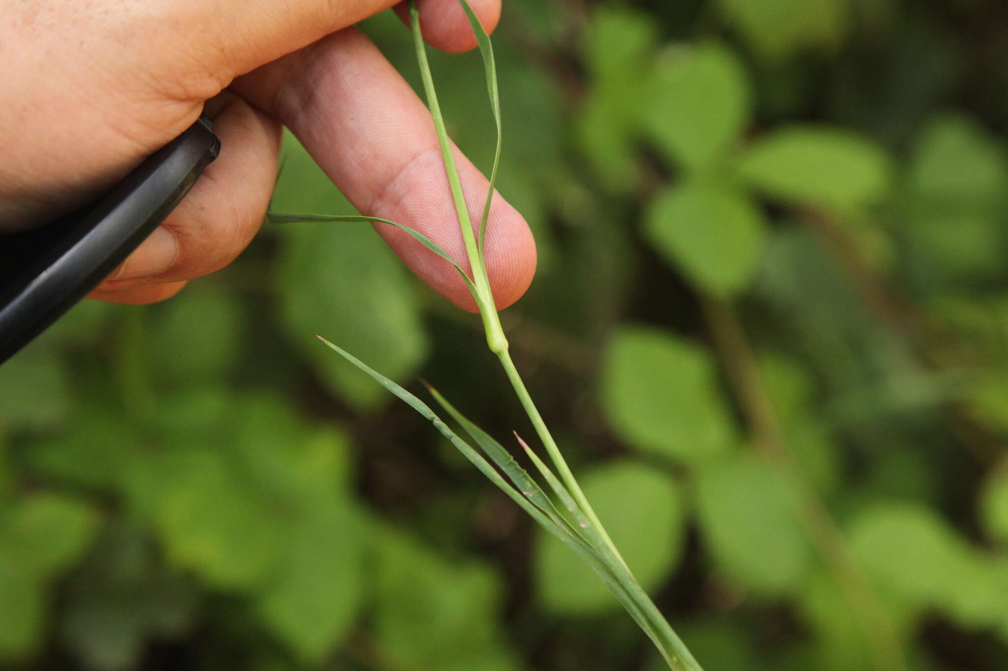 Image of Dianthus carthusianorum subsp. carthusianorum