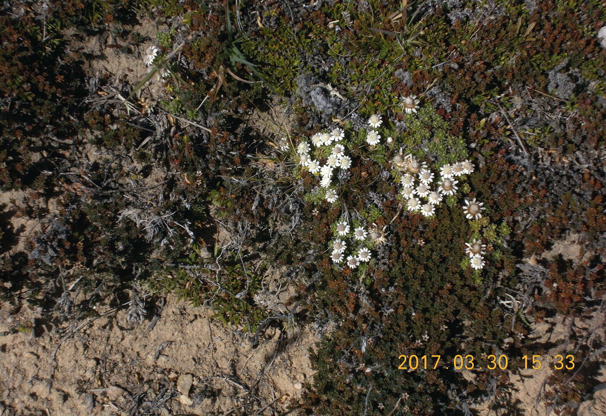 Image of Raoulia subsericea Hook. fil.