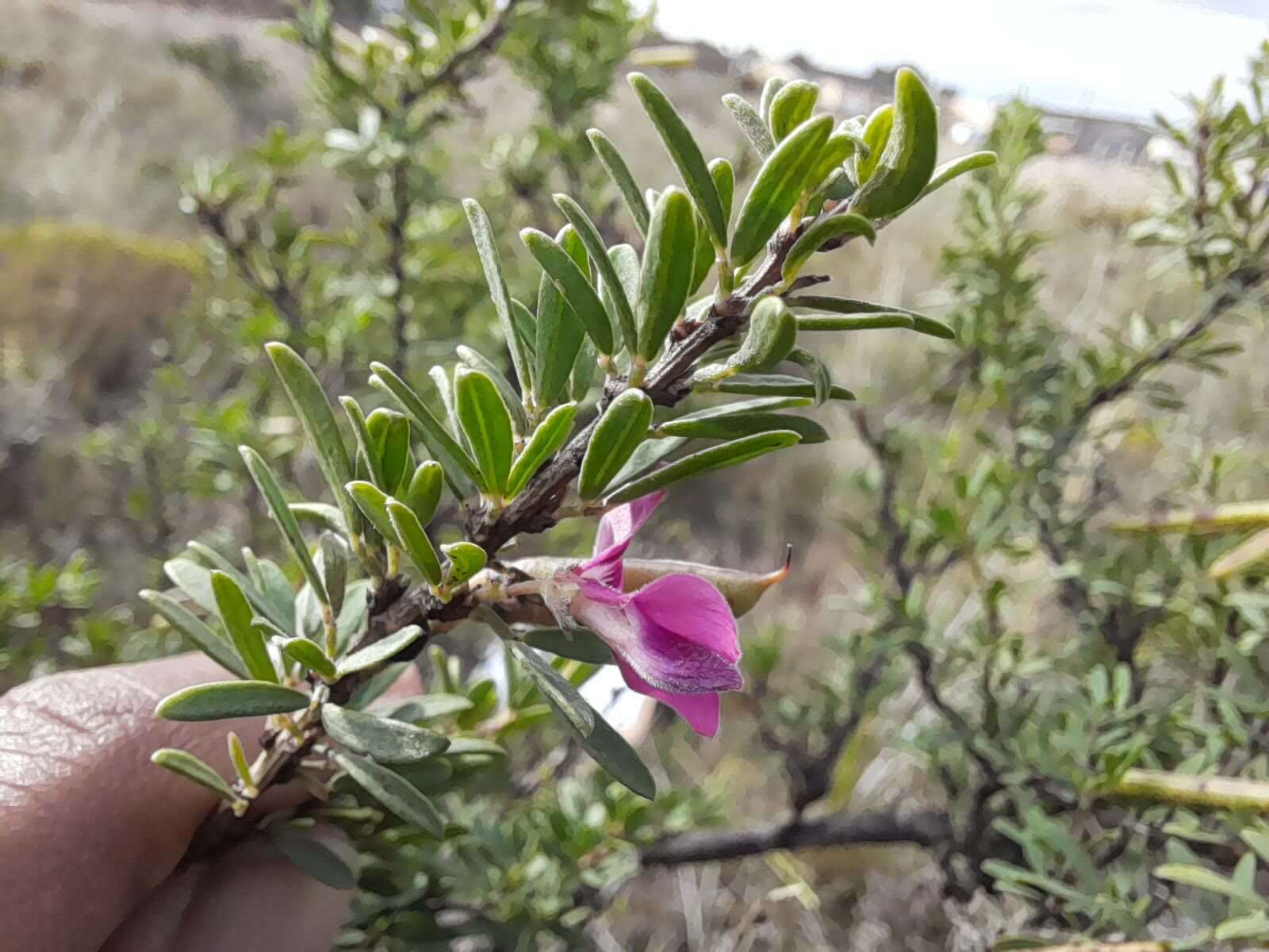 Image of Indigofera denudata Thunb.