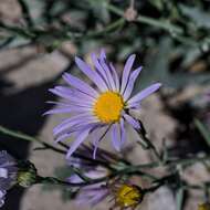 Image of Chiricahua Mountain tansyaster