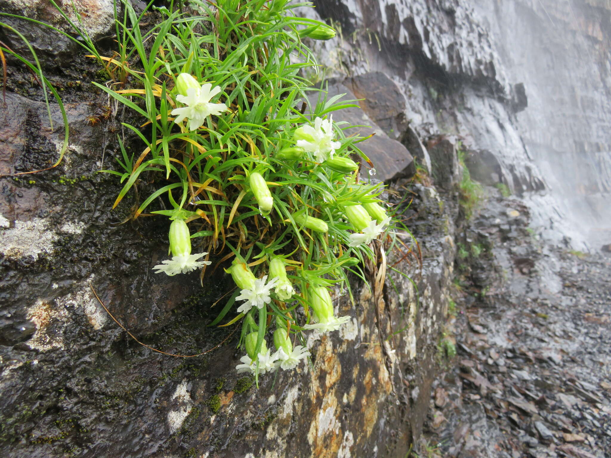 Image of Silene morrisonmontana var. glabella (Ohwi) Ohwi & Ohashi