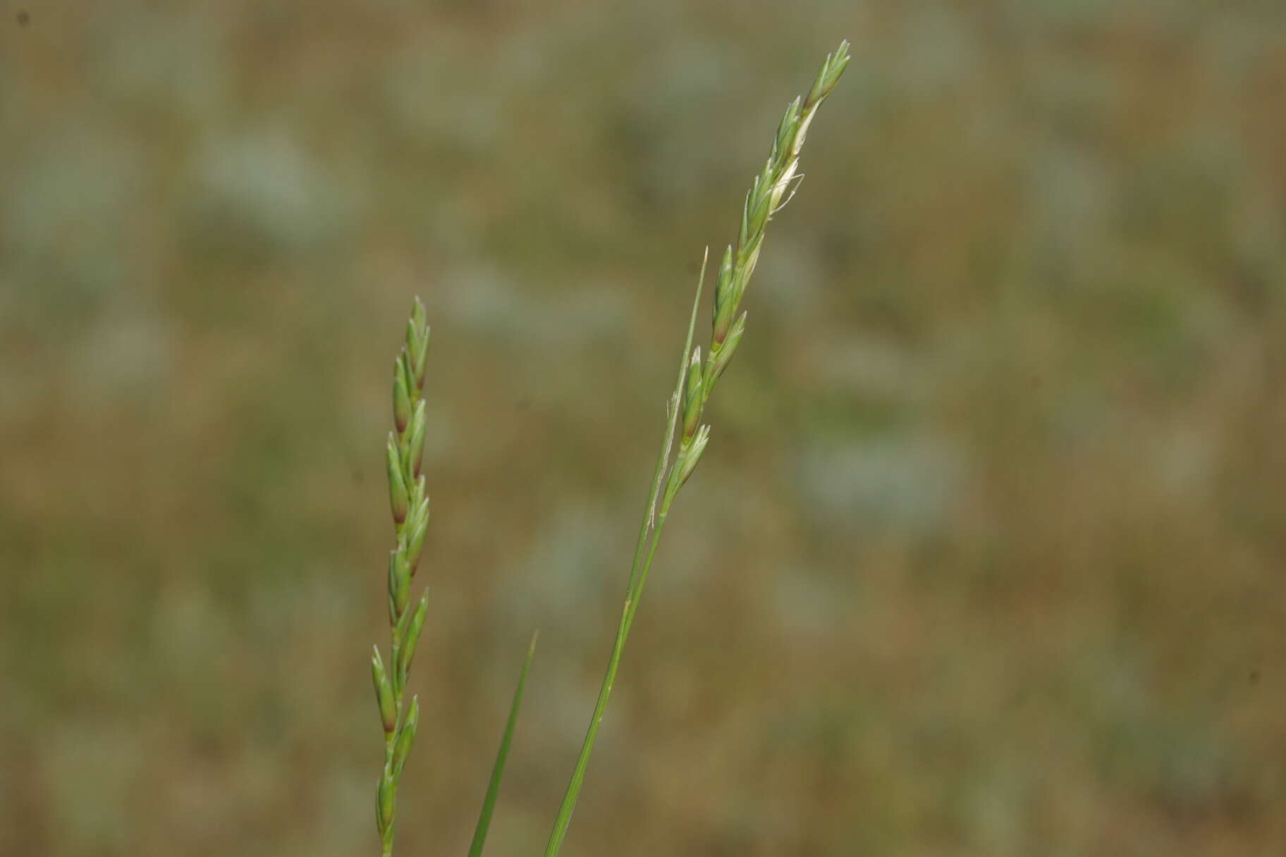 Image of Leymus ramosus (K. Richt.) Tzvelev