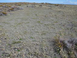 Image of Zoysia minima (Colenso) Zotov