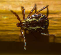 Image of American dog tick