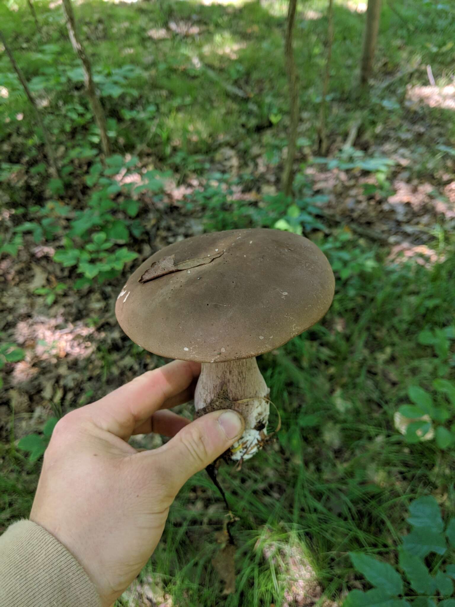 Image of Tylopilus plumbeoviolaceus (Snell & E. A. Dick) Snell & E. A. Dick 1941