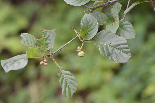 Guettarda macrosperma Donn. Sm. resmi