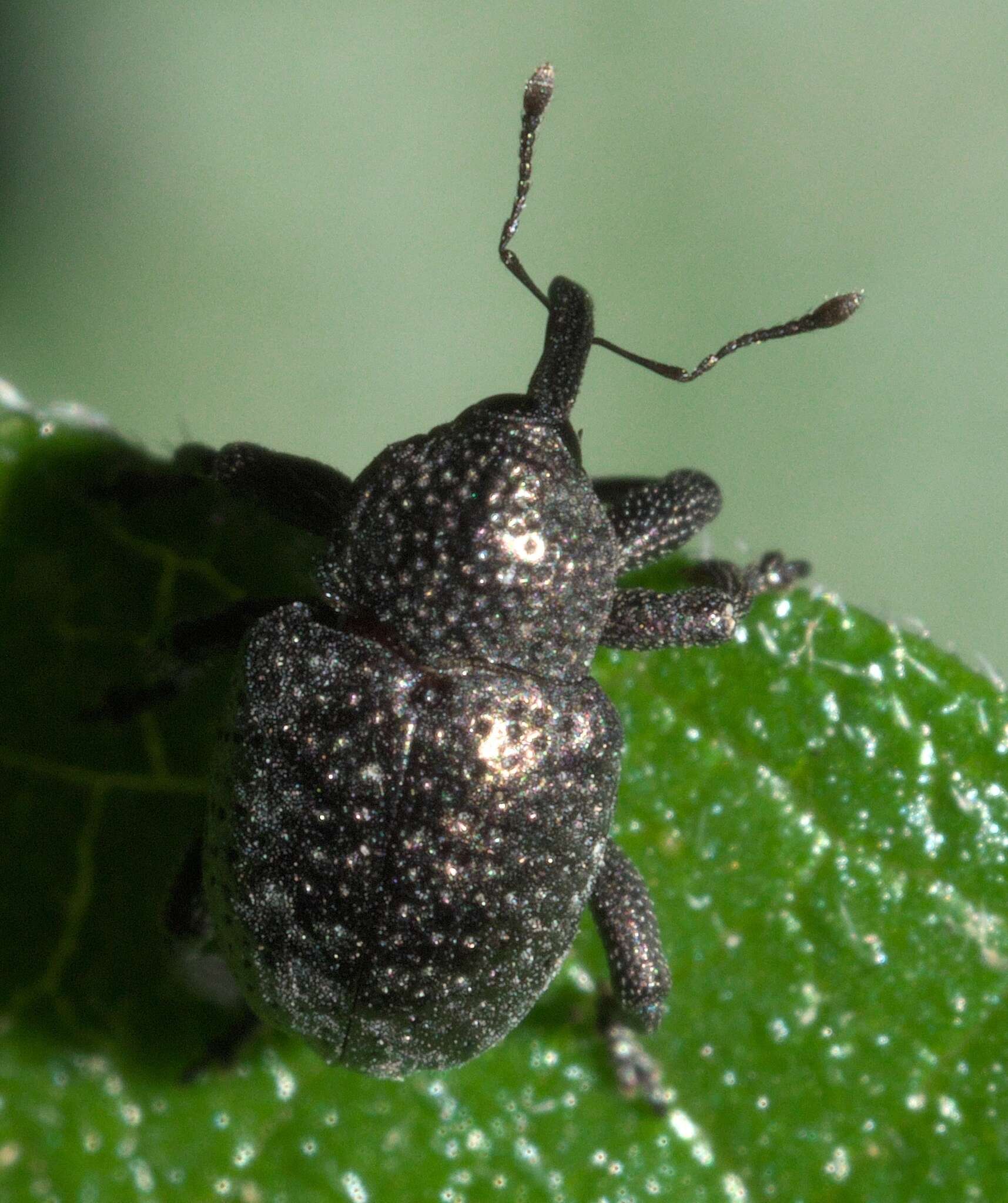 Image of Chalcodermus aeneus Dejean 1835