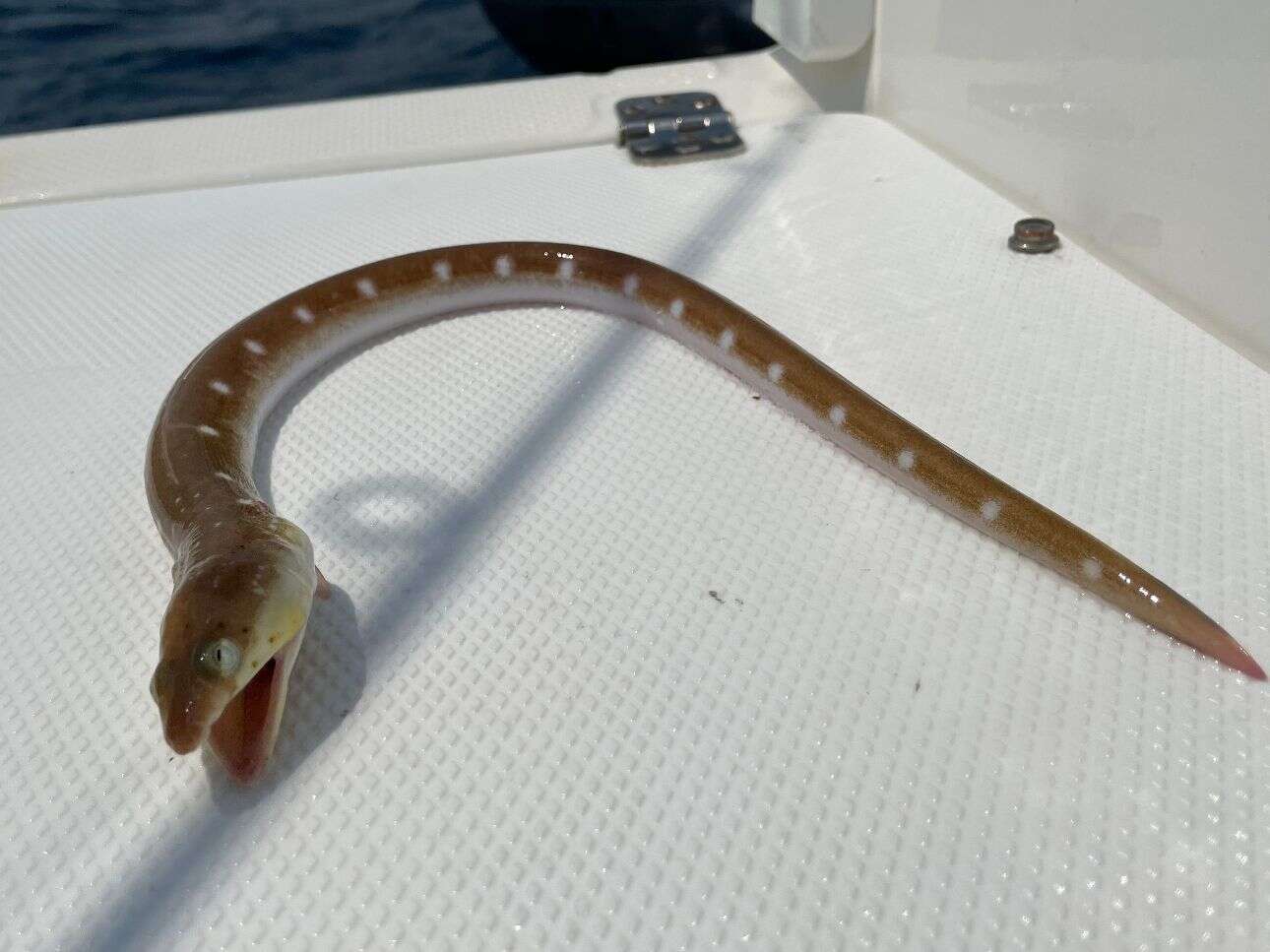 Image of Palespotted Eel