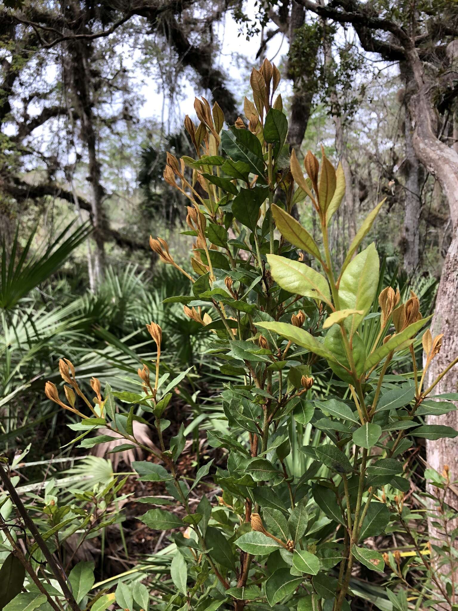 Image of rusty staggerbush