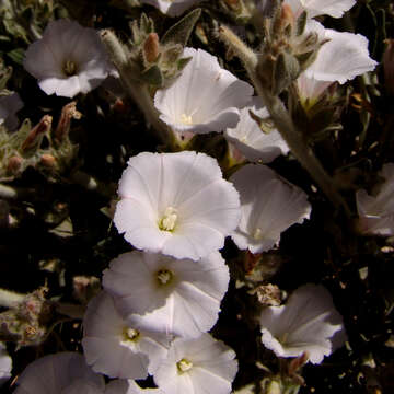 Слика од Convolvulus lanatus Vahl