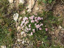 Image of Asperula cristata (Sommier & Levier) V. I. Krecz.