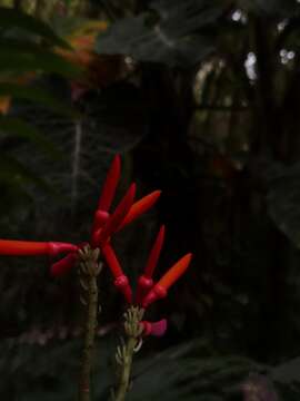 صورة Erythrina gibbosa Cufod.