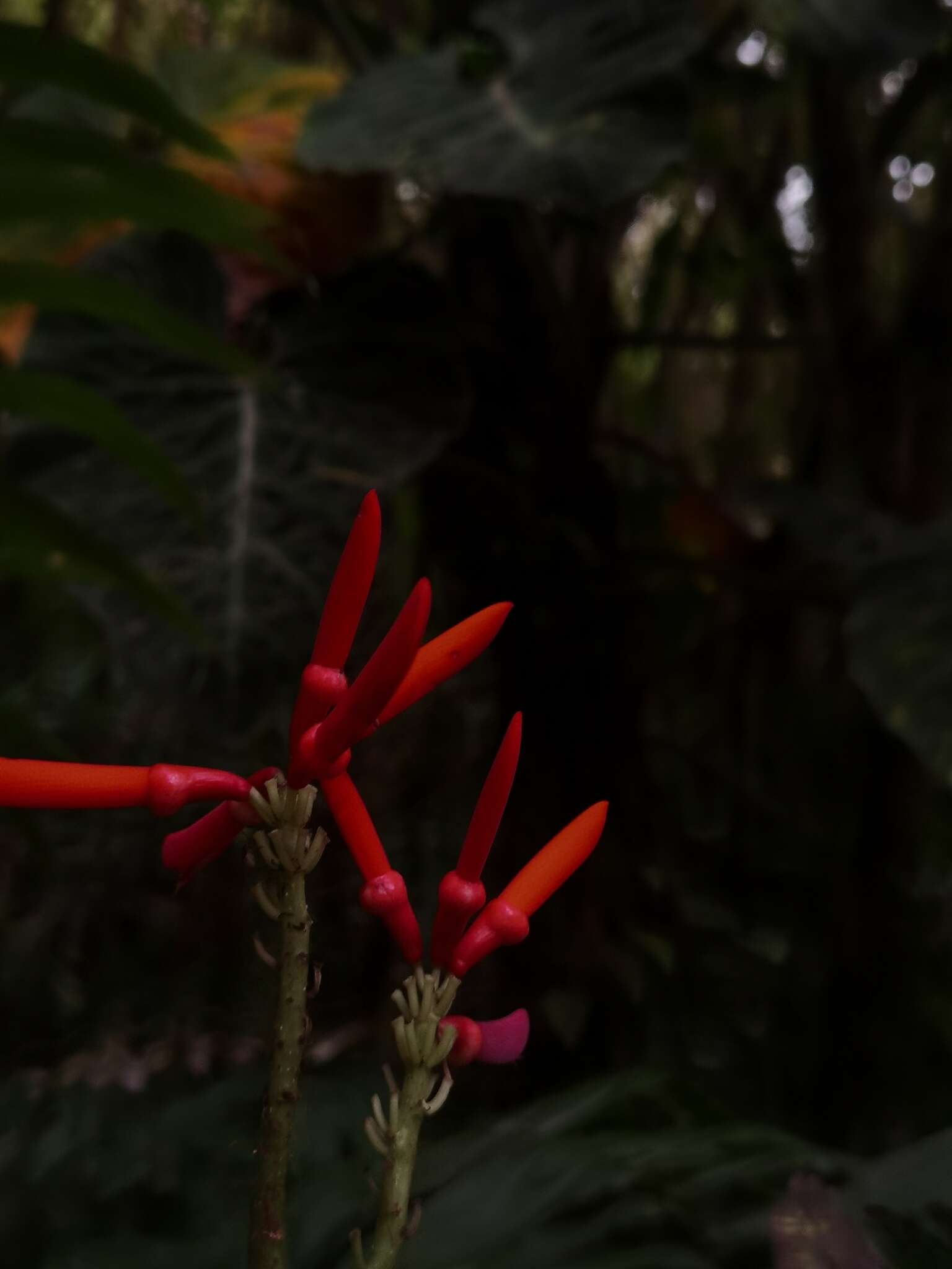 Image of Erythrina gibbosa Cufod.