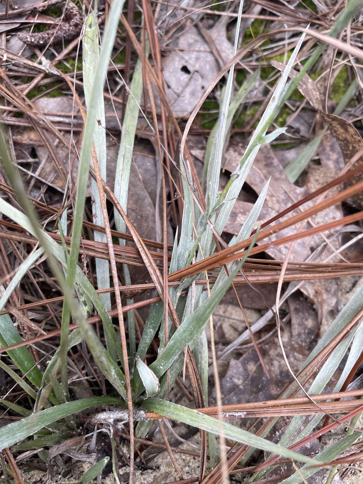 Pityopsis aspera (A. Gray) Small resmi