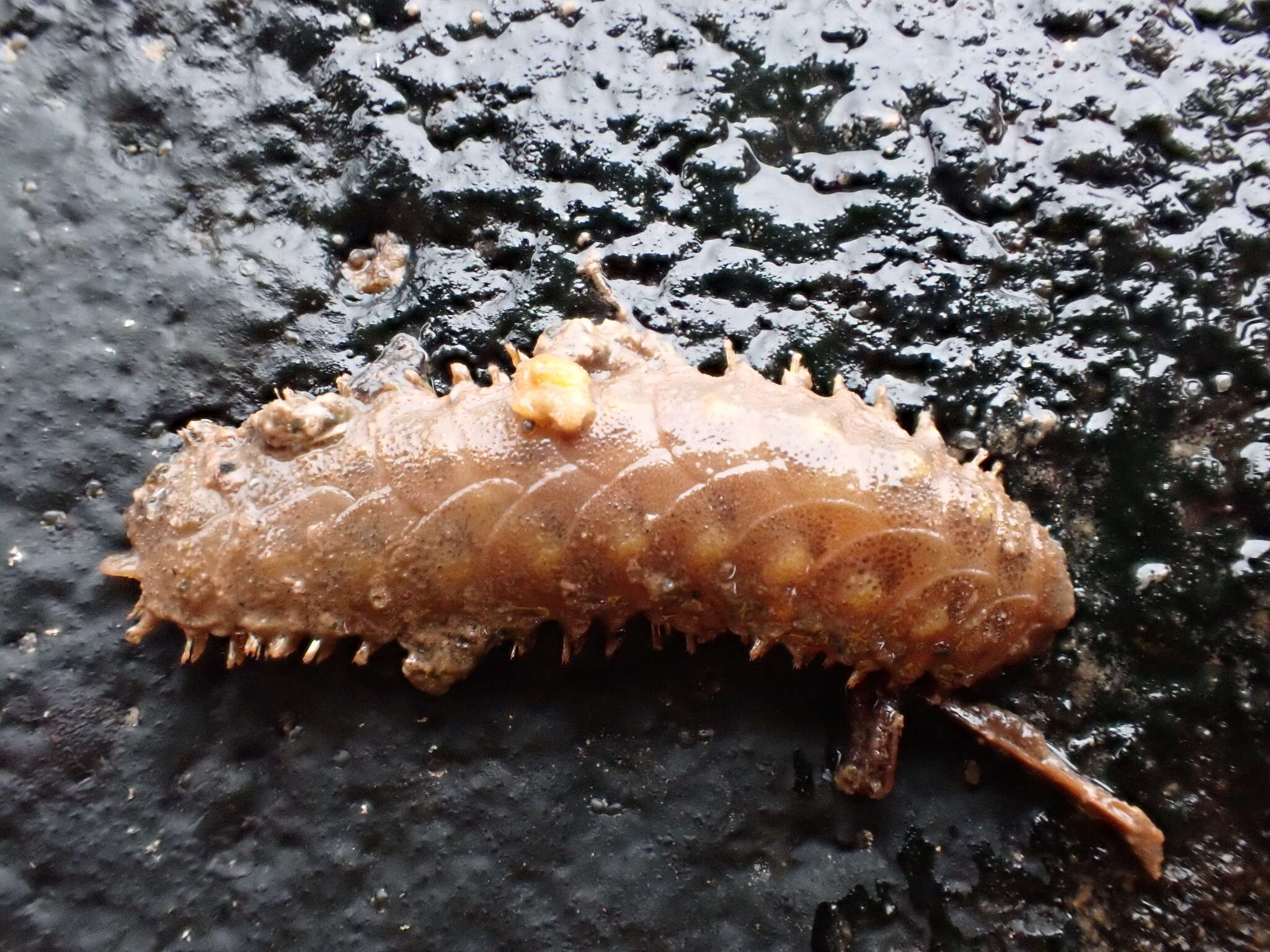 Image of Twelve-Scaled worm