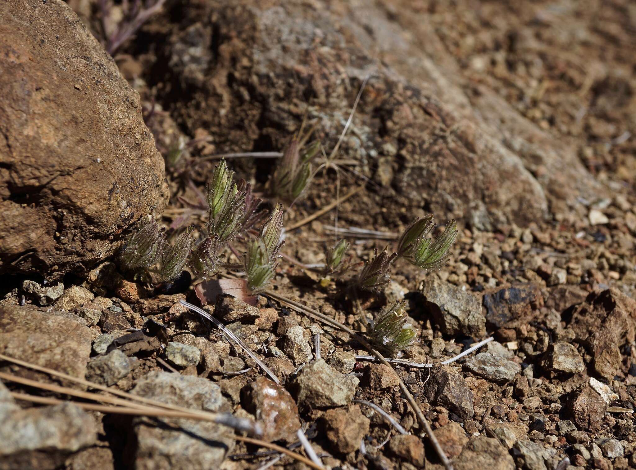 Image of Mt. Diablo bird's-beak