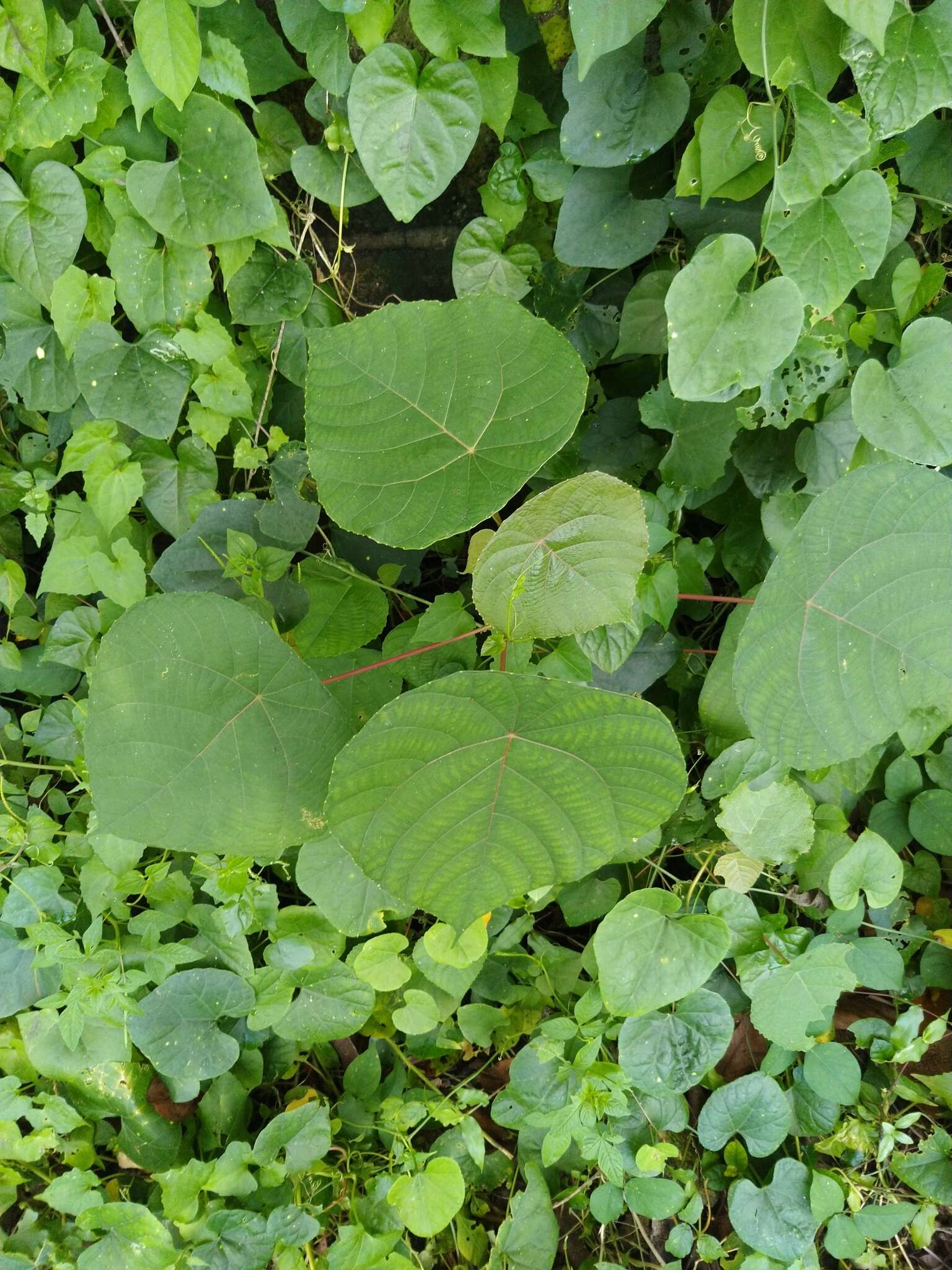 Image of Macaranga peltata (Roxb.) Müll. Arg.