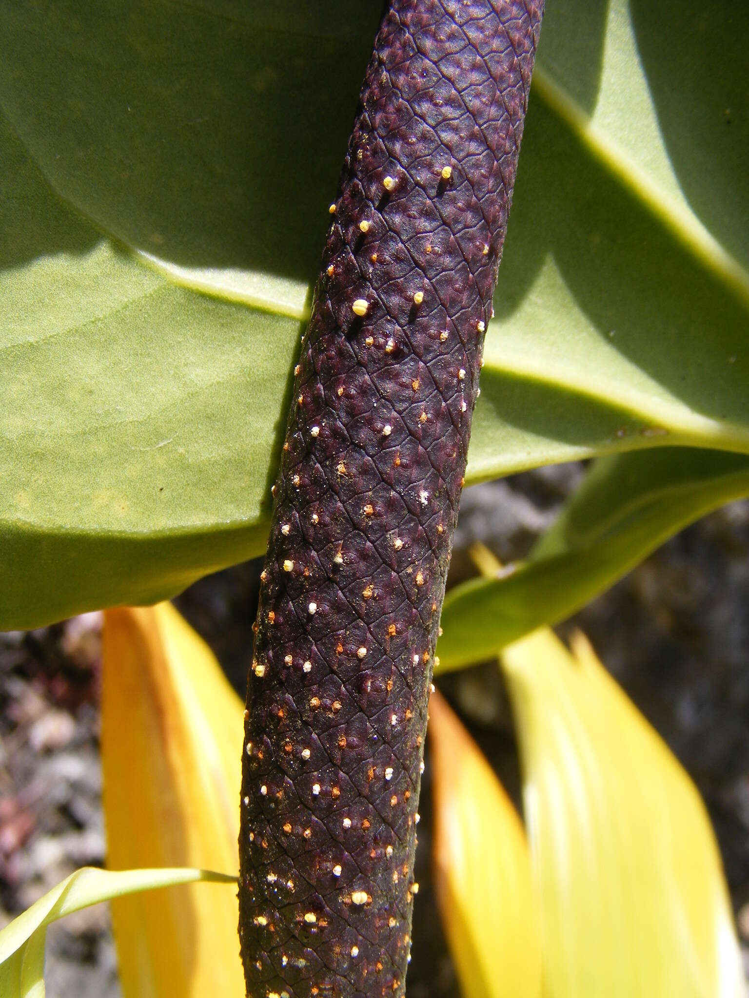 Sivun Anthurium grandifolium (Jacq.) Kunth kuva