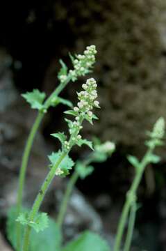 Sivun Micranthes spicata (D. Don) Small kuva