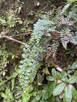 Image of Puerto Rico flowering fern