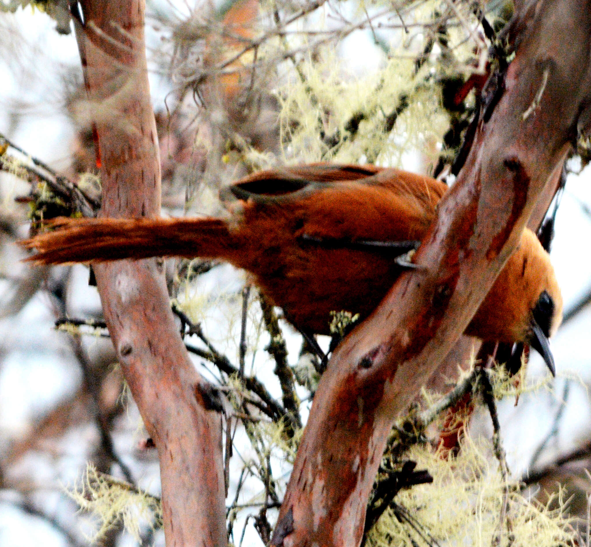 Image of Rufous Wren