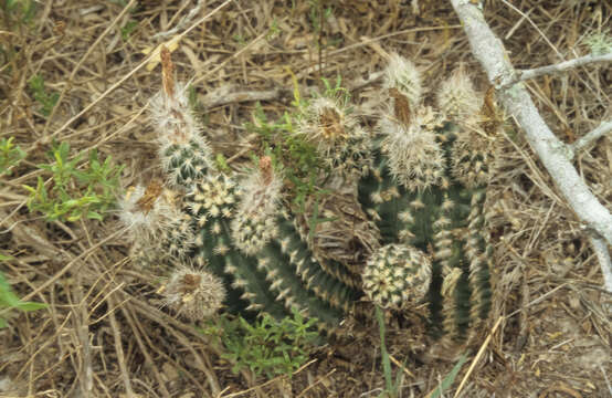 Image of Echinocereus fitchii subsp. albertii