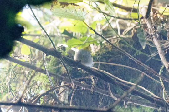 Image of Yellow-throated Warbler